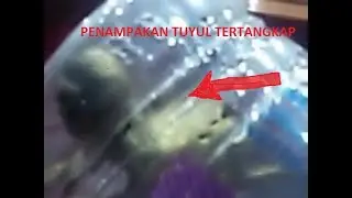 Tuyul tertangkap, bikin merinding