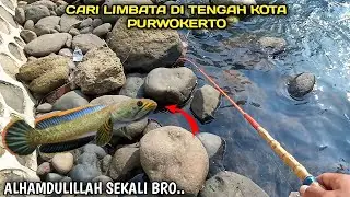 Mancing Ikan Channa Limbata / kotes Di Sungai Tengah Kota Purwokerto