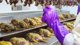 Frog Farm - How Farmers Raise and Meat 10.5 Million Frogs in a Factory | Processing Factory