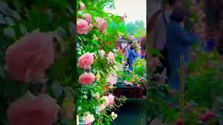 Gardens video #garden #roseflower #hindisong #love #roseflower #beautiful #naturephotography #flower