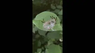 Antlered flutter flies