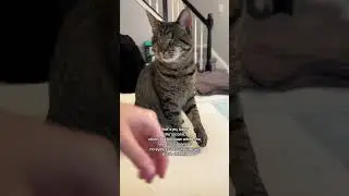 #blindcat #catlovers #cutecat #catvideos #catshorts #catsofyoutube