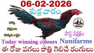 06 February 2026 Today winning colours//Nanifarms colourupdate//kukkutasastram telugu #colorupdate 