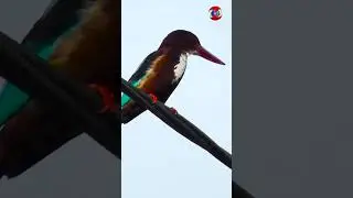 Kingfisher calling sound #viralvideo #shortvideo #birds