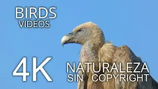 🔴 GYPS FULVUS/ GRIFFON VULTURE  NO COPYRIGHT 4K.