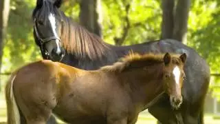 Barn Bag&reg; с профессиональным кузнецом Дарреном Оуэном