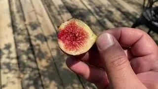 تين لبناني احمر جبلي Red Lebanese Bekaa Valley Fig