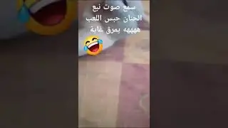 my funny white cat 😸 #cat #chat #قطط #algeria #shorts