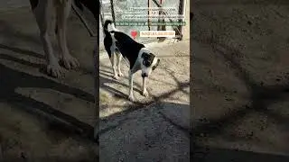 Покормили гаражных собак 🐶 We fed the garage dogs