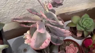 Kalanco ekımı nasıl olmalı 🌸kalanco bakımı nasıl olmalı