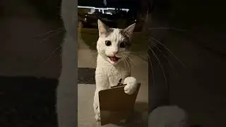 Sleezy Cat Salesman