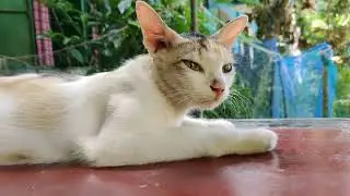 My cat is very polite | Cat Videos 2023