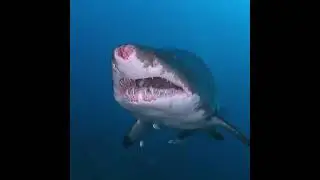 Sand tiger shark with a scabbed snout #wildplanet | #Shorts