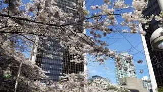 Vancouver EVENT: 2019 CHERRY BLOSSOM FESTIVAL Opening Day Cherry Jam Concert, Burrard Station Apr. 4