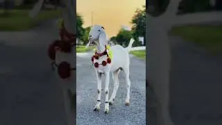 Qurbani Eid #tranding #cow #eid #eide #qurban #qurbanistatus #qurbanicollection #viralvideo