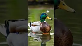 Duck sound video #ytshorts #viral #birds #youtubeshorts #funny