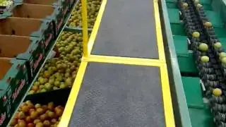 Tomate Bola seleccion y empaque CIU