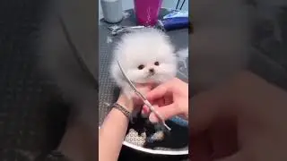 Hair Cutting cute white small dog 🐶