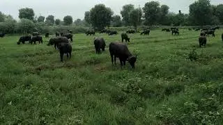 Bani bafela