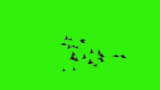 Flying Birds green screen || Green screen video