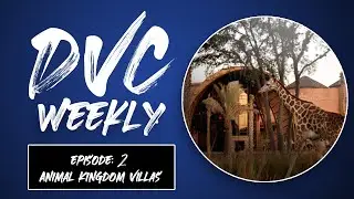 Animal Kingdom Information, DVC Explained, and Food of the Week: DVC Weekly - Episode 2