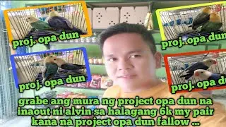 Project opa dun fallow na inaout ni alvin na galing sa legit breeder ng opa dun fallow 6k pair ..