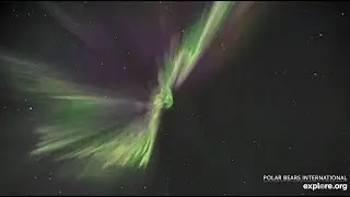 Another Stunning Night of Aurora Watching Explore.org  April  9, 2025