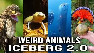 Weird Animals Iceberg 2.0: Animals You&rsquo;ve Never Heard Of