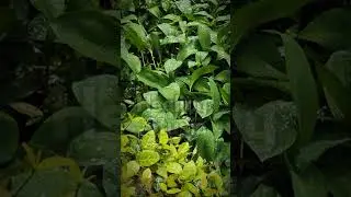 [기절숙면] 걱정 없이 아침까지 자게 해주는 빗소리ㅣHealing Rain Sounds for Anxiety, Stress, and Depression