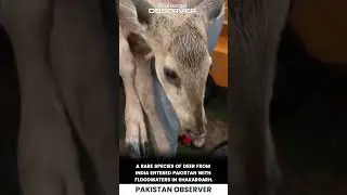 Shakargarh: Rare Indian Deer Swept into Pakistan Floodwaters | Pakistan Observer
