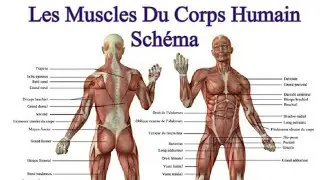 Le corps humain &eacute;pisode 2 : Les muscles  .