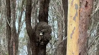 Kookaburras Nesting in a Termite Mound + Dollarbird Call (Australia Wildlife)