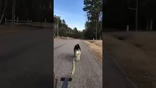 Incumbant Mushing