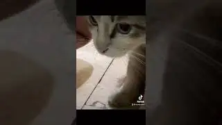 Dogs ,cats  all these poor baby strays
