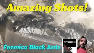 Formica Black Ants 5-21-2021Diffenet shots of two of my Formica black ant colonies, #antkeeping