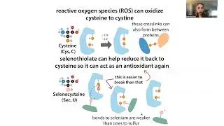 Selenocysteine and selenoproteins