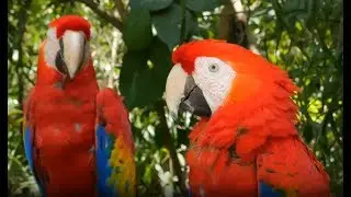 Parrots and Macaws at the Clay Lick in Ecuador