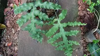 @ocanaldacasacasinha . samambaia azul crespa. Uma planta rar&iacute;ssima.