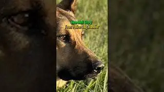 Police Dog Handler Writes Heartfelt Letter After His K9 Storm Vest Is Repaired 🐺🙏