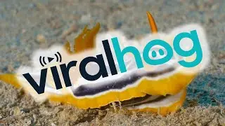 Beautiful Quadricolored Sea Slug || ViralHog