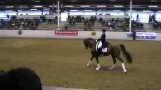 Belissimo NRW (Beltain x Romadour II) in Münster