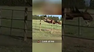 Funny horse #funnyvideo #funny #farm #animals #horse
