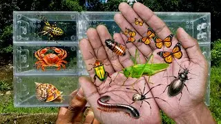 I searched for insects in the garden I got Grasshopper, Spider, Butterfly, Beetle, Millipede
