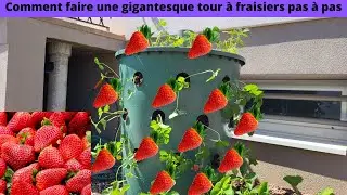 Comment faire une gigantesque tour &agrave; fraisiers pas &agrave; pas