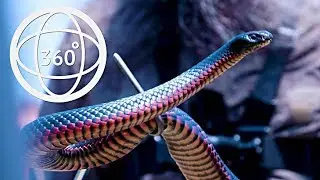 La Perouse Snake Show in 360&deg;