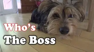 Dog training - claiming space