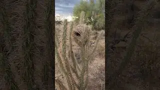Bird Nest In CACTUS?! #cactus #cactusuncle #nature #shorts #sonorandesert #birds #plants #succulents