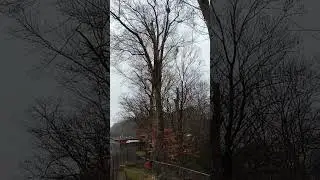The Falling Tree, take a look and watch the video.