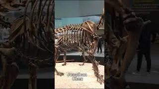 Американский лев &mdash; это ягуар! 🦁