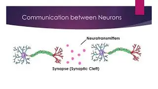 Cellular Neuroscience